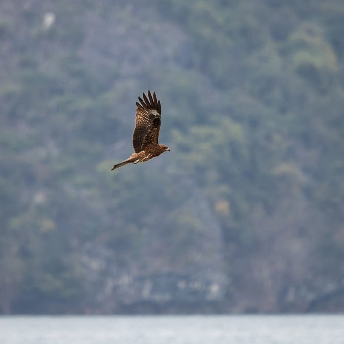 HalongBay-4_thumb.webp